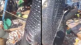 un sauvetage magnifique d'une baleine