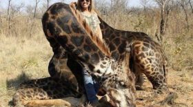 La chasseuse qui a tué une girafe ne compte pas s'excuser