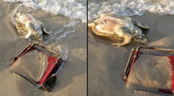 cette tortue a une chaise de plage coincée autour de son cou