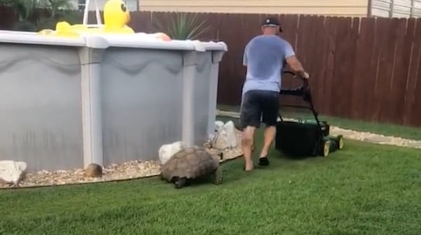 Cette tortue est obsédée par une tondeuse à gazon