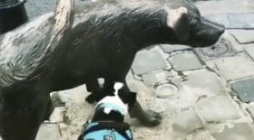 Ce toutou est obnubilé par la statue de ce chien