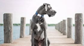 traceur gps chien