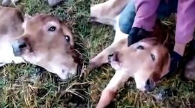 naissance d'un veau à deux têtes