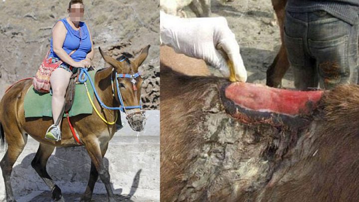 ânes blessés touristes obèses mulets