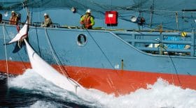 177 baleines tuées par des pêcheurs japonais
