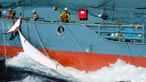 177 baleines tuées par des pêcheurs japonais