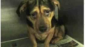 Ils font six heures de route pour sauver ce chien abandonné