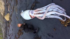 calamar géant échoué sur la plage