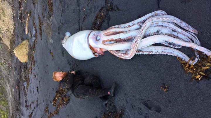calamar géant échoué sur la plage