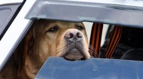 Canicule : peut-on briser une vitre de voiture pour sauver un animal ?
