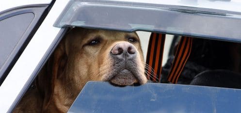 Canicule : peut-on briser une vitre de voiture pour sauver un animal ?
