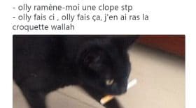 top tweet sur nos amis les chats