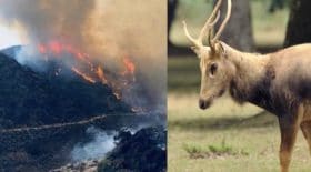 Un pompier sauve un cerf en Californie