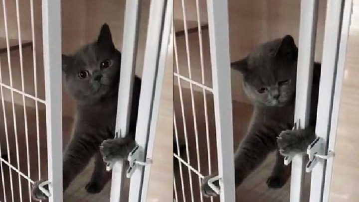 chat déverrouille cage flagrant délit rentre