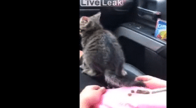 Ce chat fait ses besoins sur sa petite maîtresse