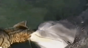 Ce chat rencontre des dauphins pour la première fois
