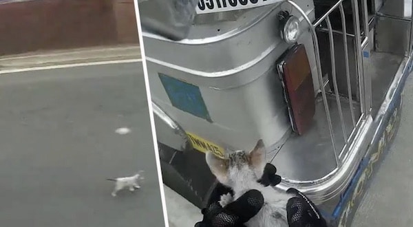 Un motard sauve un chaton