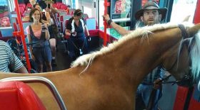 cheval prend le train en Autriche