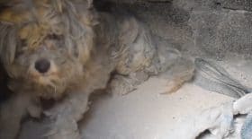 Chien Athènes 2 OK