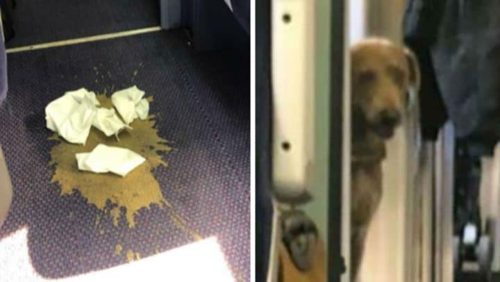 diarrhée chien voyage en train