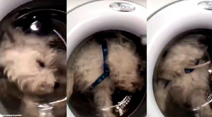 machine à laver chien enfermé