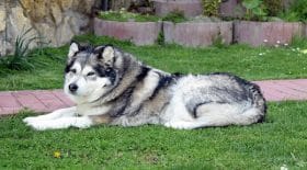 chienne à plus de 400 km de l'endroit où ils l'ont perdue