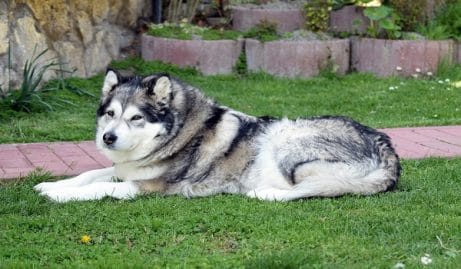 chienne à plus de 400 km de l'endroit où ils l'ont perdue