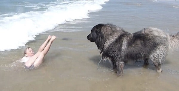 Une fillette et son chien jouent à la mer