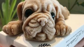 chiot glace