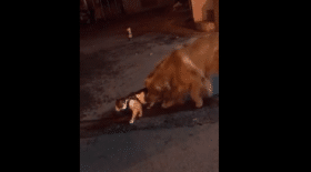 Deux chats veulent se battre, ce chien les arrête