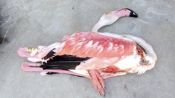 ce flamant rose a été tué à la Grande-Motte