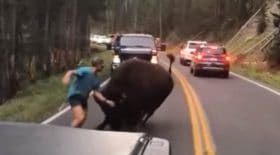 homme nargue bison