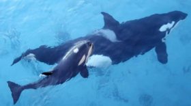 J35,l'orque , a laissé partir son défunt veau
