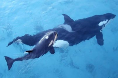 J35,l'orque , a laissé partir son défunt veau