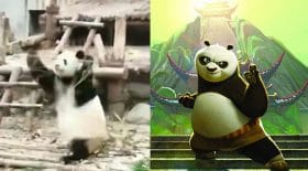 kung fu panda en vrai