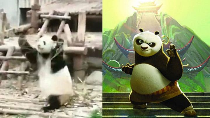 kung fu panda en vrai