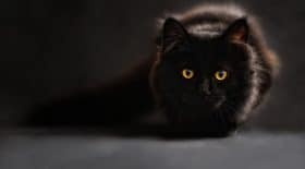 les chats noirs sont les plus boudés à l'adoption