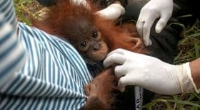 sauvetage d'un bébé orang-outan
