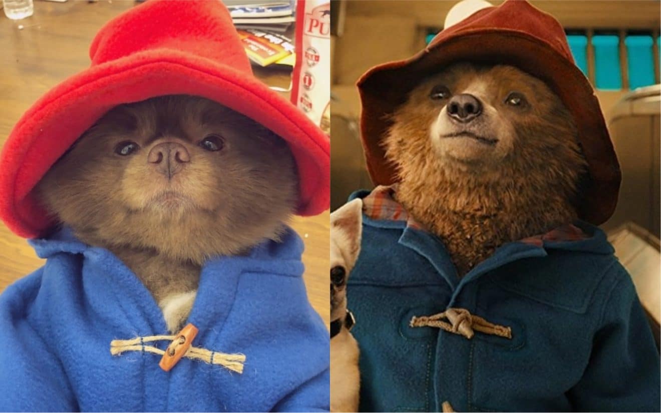 Ce pom?�ranien qui ressemble ?� l'ours Paddington est la chose la plus adorable que vous verrez 