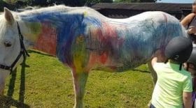 peinture sur poneys pony painting pétition
