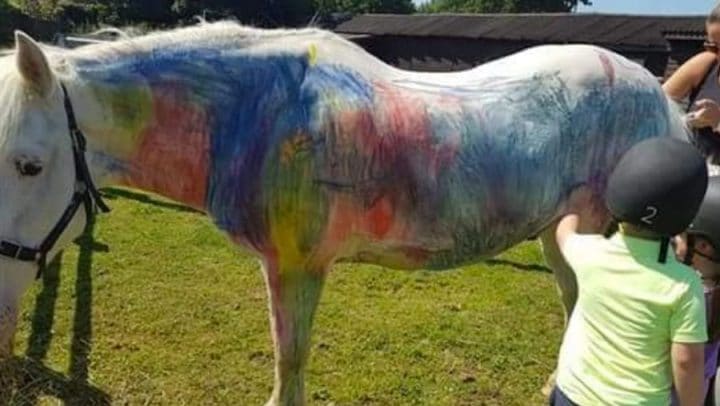 peinture sur poneys pony painting pétition