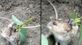 pousse soja dos souris rat
