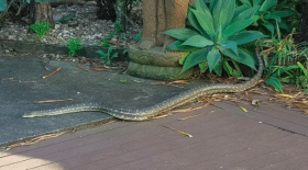 python