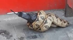python mange pigeon