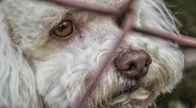 Record d'abandons à la SPA