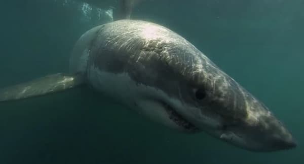 Un requin de cinq mètres de long