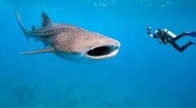 Requin baleine ok