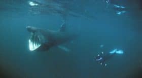 requin pèlerin