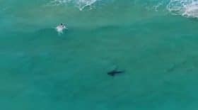 Ce drone a filmé une scène impressionnante entre un surfeur et un requin en pleine mer !