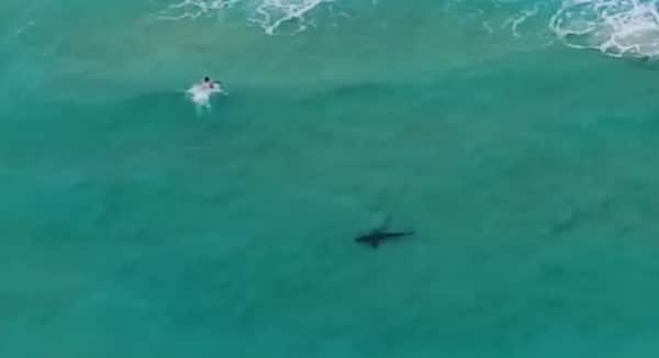 Ce drone a filmé une scène impressionnante entre un surfeur et un requin en pleine mer !